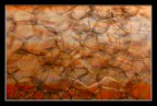 D50, Sigma 105 macro, f8, 1/60 sec, lampada a filamento.