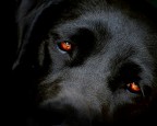 sweet eyes
