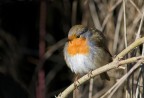 Nikon D300 + Nikkor 600mm f/5.6.
ISO 400, 1/800, f/8.