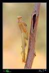 Di ritorno dalle ferie tutte dedicate al riposo assoluto,vi mostro uno dei pochissimi scatti fatti:
Canon 40D, tamron 90mm, f11, iso 200, 1/80, treppiedi.
[url=http://img40.imageshack.us/img40/301/mantide1200px.jpg][b]Immagine a 1200px[/b][/url]