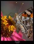 farfalla