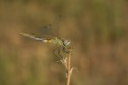 Libellula