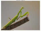 Mantide religiosa