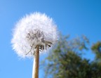 Taraxacum officinale