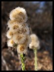 fiore..