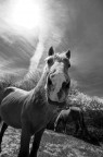 Cavallo grandangolare