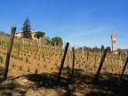 Vigneto a Castelnuovo,Colli Euganei