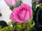 Rosa