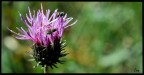 Nikon D3x + 100mm Zeiss Macro Planar f/2