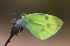 Farfalla