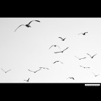 ::: FLY :::
