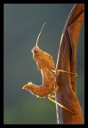Ameles spallanzania