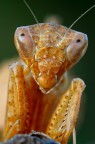 Ameles Spallanziana