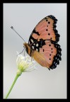 Farfalla