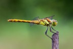 Sympetrum striolatum Sympetrum striolatum
