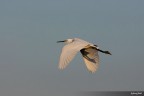 airone bianco maggiore