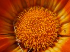 Particolare macro che simula la velocit forte impatto di colore.