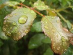 gocce di acqua sulla natura