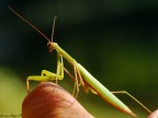 Mantide religiosa