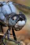 orthetrum da vicino