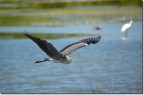 Cinerino in volo