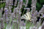 Macro
