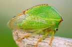 CERESA BUBALUS