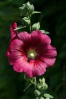 fiore...!