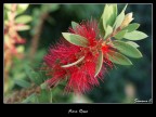 Fiore Rosso