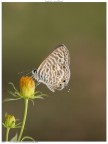 Farfalla