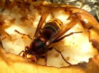 Wasp eats the pear