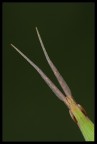 Ritratto Acrida ungarica