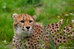 parco faunistico della Torbiera di Agrate Conturbia