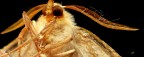 the eyes  of yellow butterfly