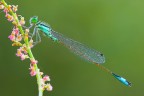 Ischnura elegans all'alba...