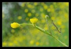 Tipule