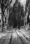 Viale alberato