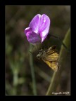 20D 24-70 sigma EX macro  70mm 1/250 f5,6 iso 100