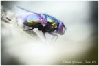 mosca