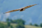 Falco Pecchiaiolo 7