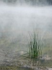 Natura