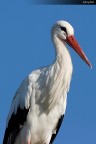 cicogna