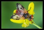 Mosca