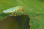 cicadella