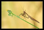 Mantis