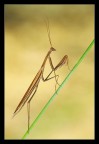 Mantis