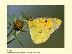 Farfalla