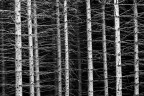 alberi commenti e critiche sempre gradite