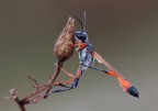 Ammophilia procera