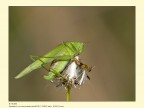 Cavalletta in posa